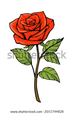Red rose vector Isolated on white background. 