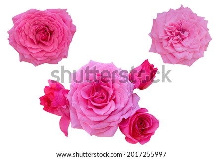 Blossom Pink rose isolated on the white background.Rose with clipping path.