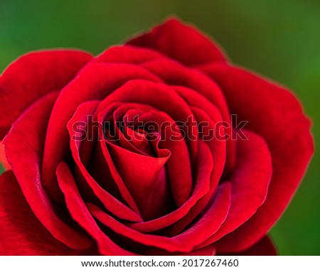 Close-up of a stunning red rose.