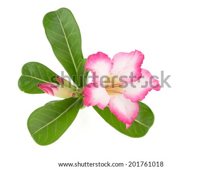 Desert Rose; Impala Lily flowers isolated on white background