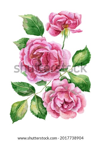 Watercolor pink rose flowers. Hand drawn botanical illustration. Floral bouquet.
