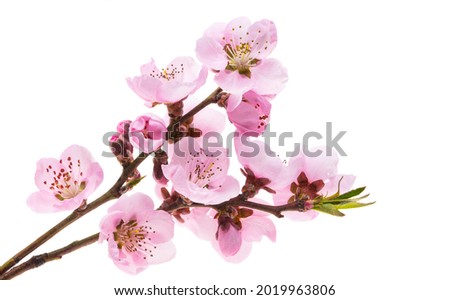 sakura flowers isolated on white background 