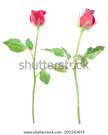 two red rose isolated on white background