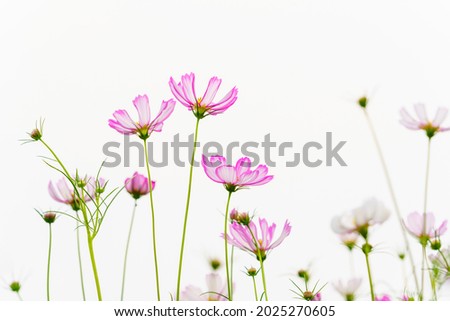 Beautiful Gesang flower painting meaning picture background