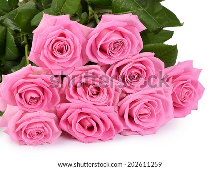 The pink rose on a white background