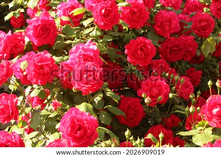 pink roses on a bush