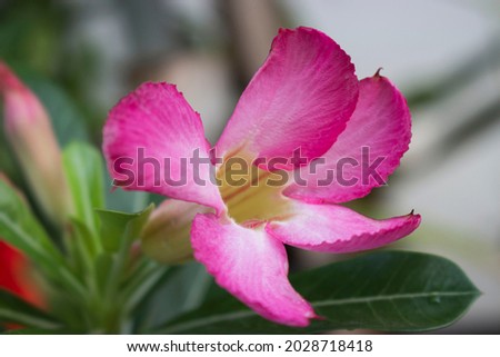 frangipani flowers that bloom in the morning, with a pink color that is very beautiful to the eye