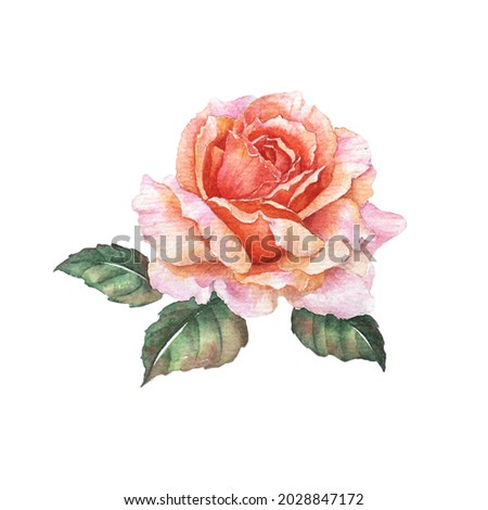Watercolor painting of Orange Rose