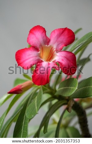 beautiful adenium obesum flower on a blurred background