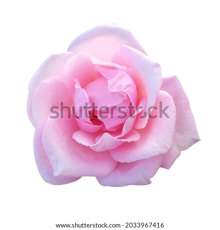 Macro photo pink rose flower on white isolated background