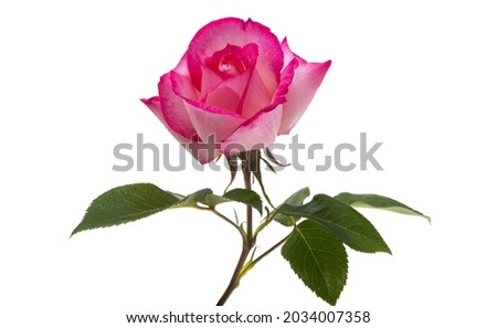 pink rose isolated on white background 