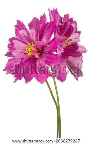 Studio Shot of Magenta Colored Cosmos Flowers Isolated on White Background. Large Depth of Field (DOF). Macro. Close-up.
