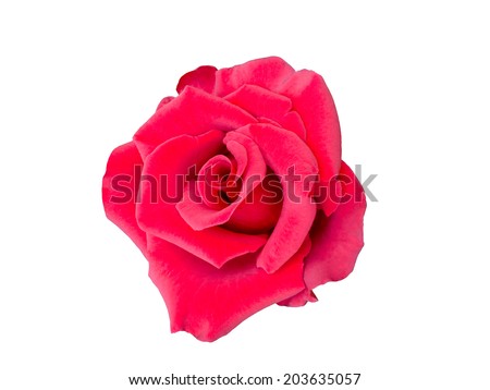 red rose isolated on  white background