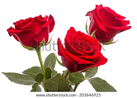 Three red roses isolated on white background