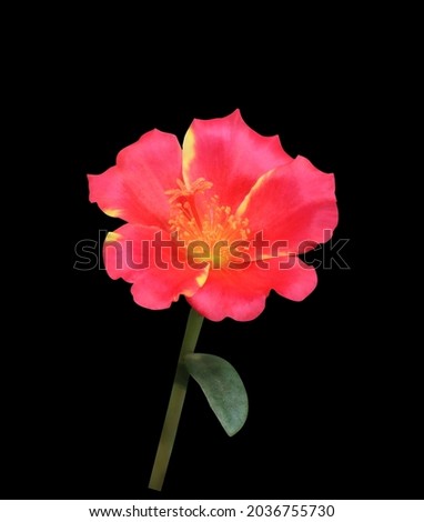 Close up small head red flower branch of Common Purslane or Verdolaga or Pigweed or Little Hogweed or Pusley tree isolated on black background with clipping path. The side of single red flower.