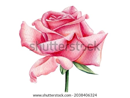 Watercolor pink rose flowers, isolated on white background