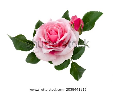 Delicate pink roses with green leaves isolated on white background