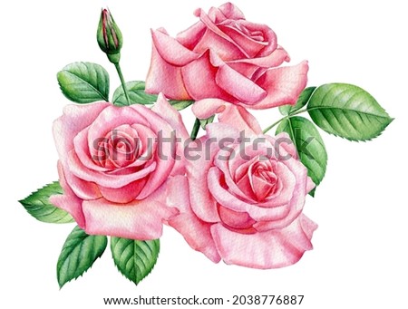 Rose, beautiful flower on isolated white background, watercolor illustration. Bouquet pink flowers