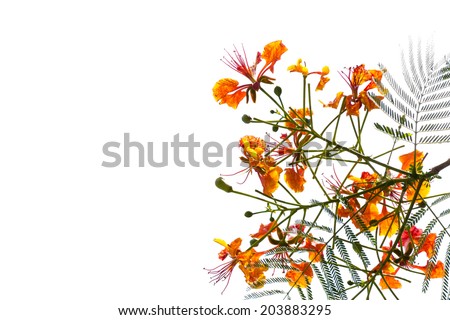 Close up Flame tree blossom on isolated background