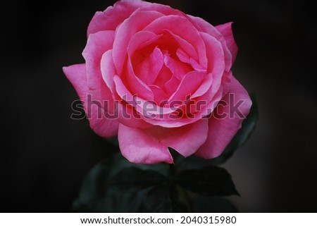 Single Pink Rose on Dark Background 