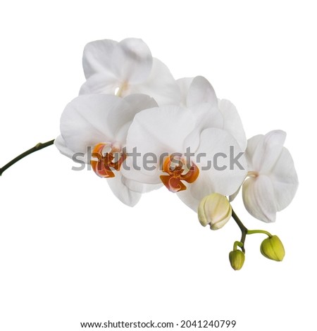 Orchids isolated on white background. Closeup. 