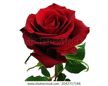 gorgeous red rose flower isolated on white 