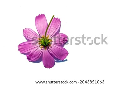 inflorescences of summer flowers for mockups on white background, isolated