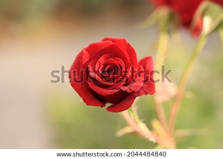 The red rose is a symbol of love, tenderness and devotion, adorns parks and gardens and delights with its beauty.