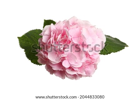 Branch of hortensia plant with delicate flowers on white background, top view