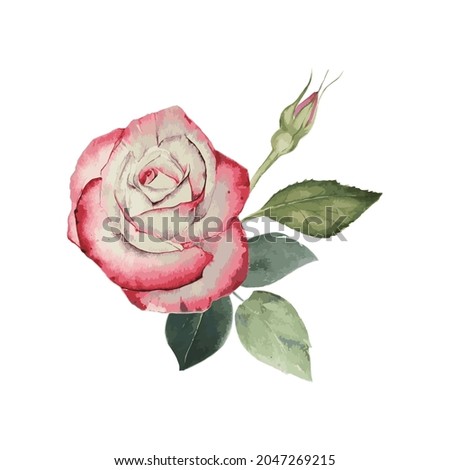 A set of flower branches. The flower is a pink rose, green leaves. Wedding concept with flowers. Flower poster, invitation.