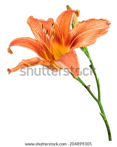 flowers  lily isolated on white background