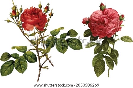 Vintage botanical rose watercolor illustration on white background vector