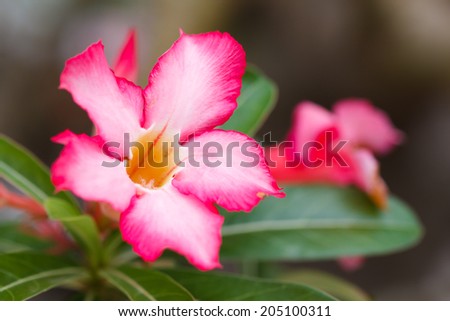 Pink flowers frangipani (plumeria) for background