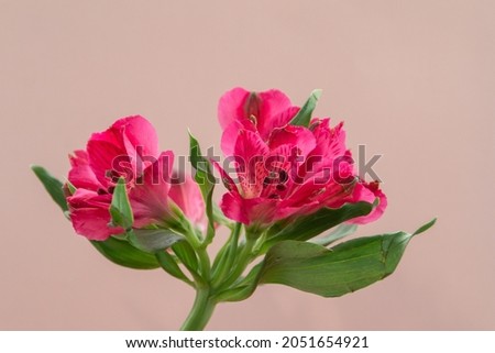 Magenta flower against pink background