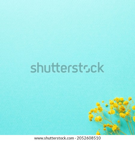 Yellow gypsophila flowers on mint blue background. top view, copy space