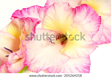pink gladioli flower background 