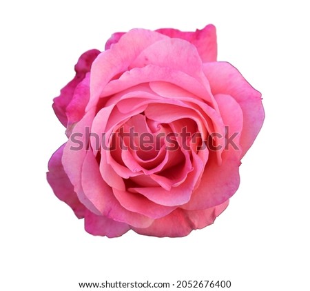 front top photo of a isolated pink rose flower on a white background