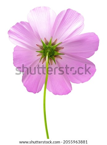 cosmos flower isolated on white background. Pink cosmos. Clipping path.
