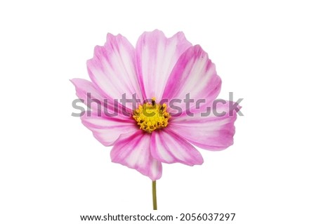 Magenta and white cosmos flower isolated against white