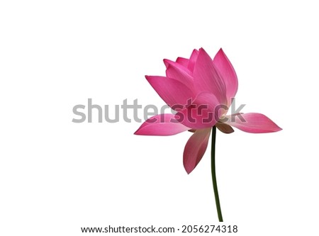 Isolated purple waterlily or lotus flower with clipping paths.