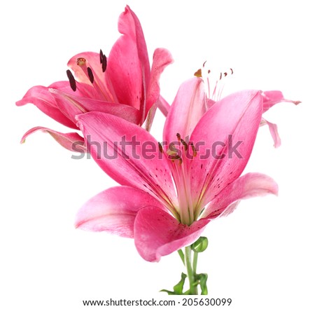 Beautiful pink lily flowers, isolated on white