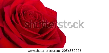 Detail of the flower of red large-flowered rose  (