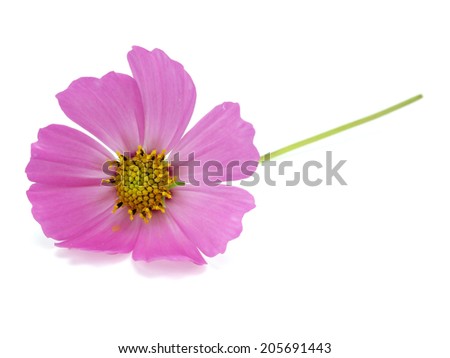 Purple cosmos flower on a white background