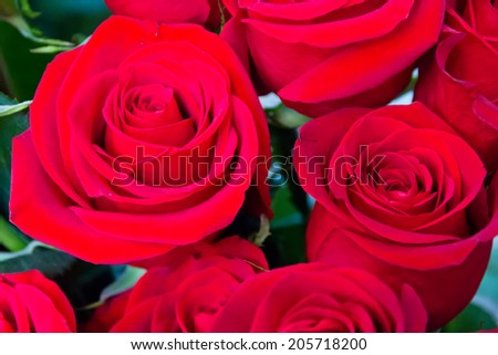 Photo with beautiful red roses in market