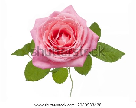Beautiful pink rose isolated on white background, closeup