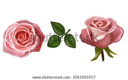 Beautiful rose on a white background