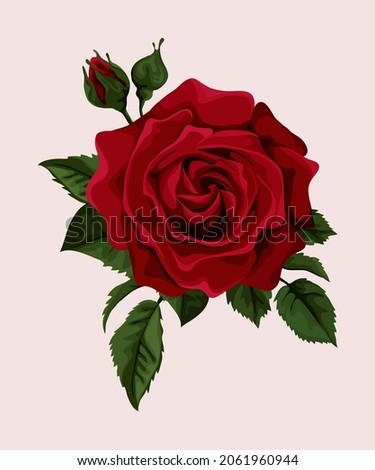 Red single beautiful red rose with green leaf isolated on pink background.