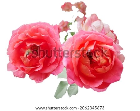 Bunch of roses (Floribunda rose)
small, overlapping petals And blooming in a bouquet of many flowers, there are many colors, old rose, yellow,orange,pink, white.
picture of roses on a white background