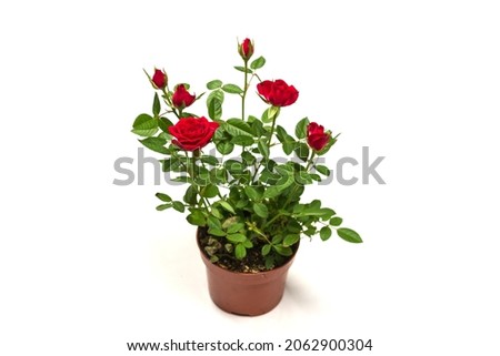 Red roses in a pot isolated on a white background. 