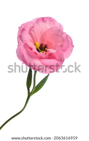 One pink eustoma. Flower isolated on a white background.